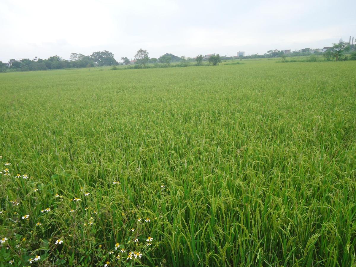 Green Space Homestay นิญบิ่ญ ภายนอก รูปภาพ