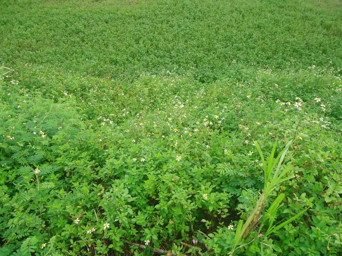 Green Space Homestay นิญบิ่ญ ภายนอก รูปภาพ